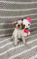 Aurora, a female Poodle - Toy  for sale in Houston, TX – 2 of 9