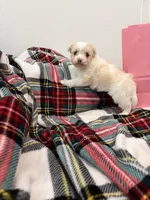 Dynasty , a female Maltipoo for sale in Houston, TX – 6 of 8