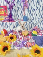 Ballerina, a female Chihuahua for sale in Houston, TX – 2 of 10
