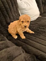 Ariana, a female Poodle - Toy  for sale in Houston, TX – 2 of 5