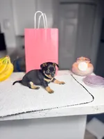 Aria, a female Chihuahua for sale in Houston, TX – 3 of 5
