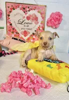 Cinnamon , a female Chihuahua for sale in Houston, TX – 8 of 8