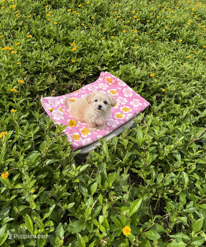 Fendi – Maltipoo puppy for sale in Houston, TX