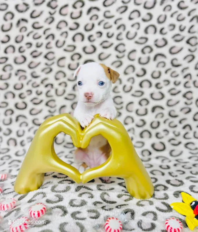 Dolly – Chihuahua puppy for sale in Houston, TX