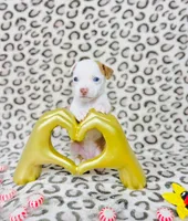 Dolly, a female Chihuahua for sale in Houston, TX – 1 of 7