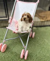 Royal, a male Poodle - Toy  for sale in Houston, TX – 8 of 9