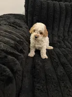 Biscuit, a male Poodle - Toy  for sale in Houston, TX – 3 of 6