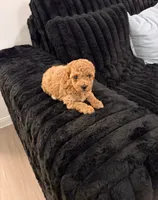 Ariana, a female Poodle - Toy  for sale in Houston, TX – 4 of 5