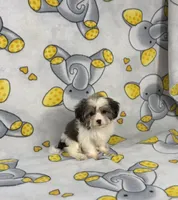 Khloe, a female Maltipoo for sale in Houston, TX – 5 of 5