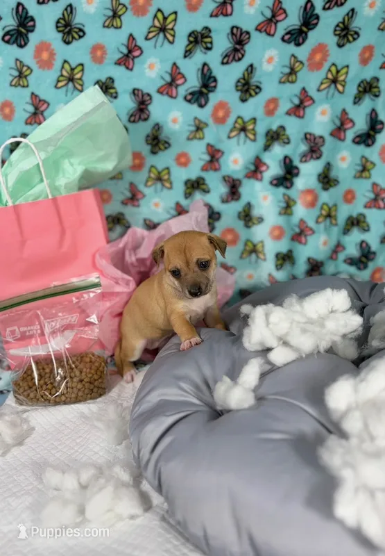 Emily – Chihuahua puppy for sale in Houston, TX