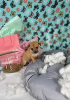 Emily, a female Chihuahua for sale in Houston, TX – 1 of 9