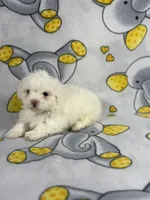 Bubbles, a female Maltipoo for sale in Houston, TX – 6 of 6
