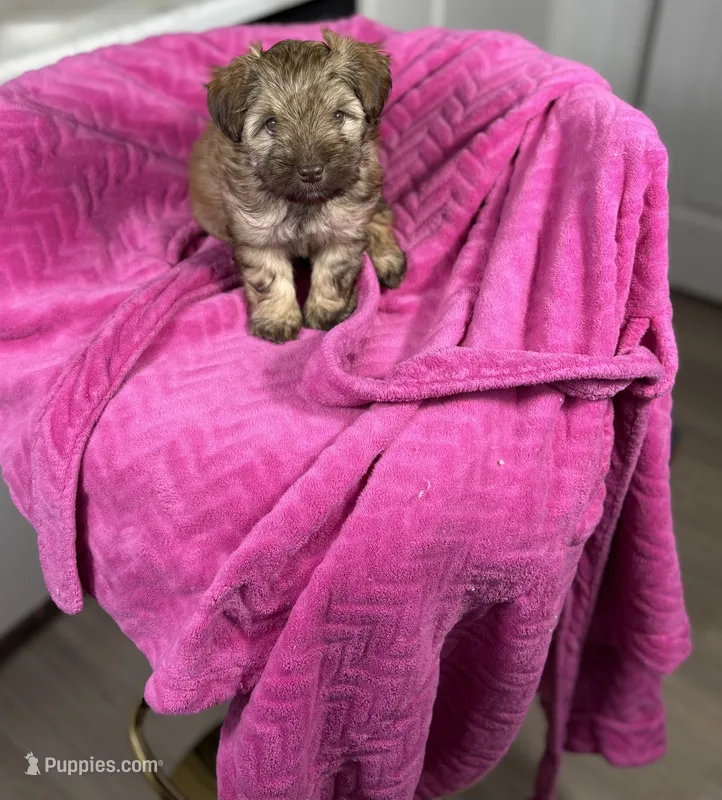 Autumn 🐻 – Maltipoo puppy for sale in Houston, TX