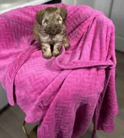 Autumn 🐻, a female Maltipoo for sale in Houston, TX – 1 of 9