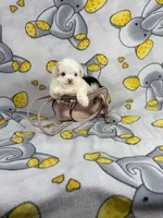 Royal, a male Maltipoo for sale in Houston, TX – 2 of 8