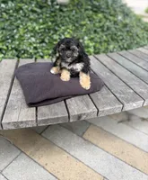 Coralie, a female Yorkshire Terrier for sale in Houston, TX – 3 of 10