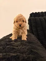 Biscotti, a male Poodle - Toy  for sale in Houston, TX – 6 of 6