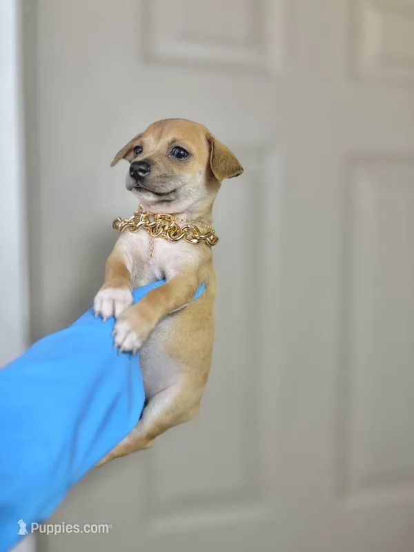 Emily – Chihuahua puppy for sale in Houston, TX