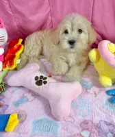 Clover, a female Maltipoo for sale in Houston, TX – 5 of 6