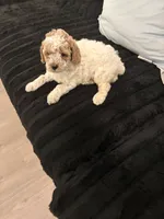 Lorena, a female Poodle - Toy  for sale in Houston, TX – 5 of 6