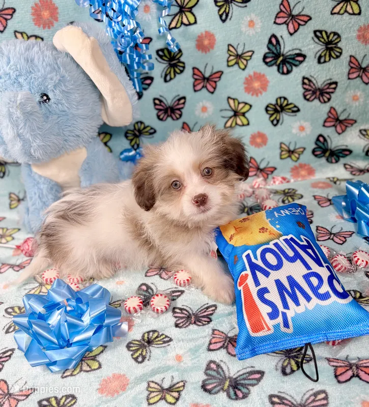 Duke – Maltipoo puppy for sale in Houston, TX