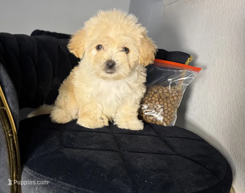 Fendi – Maltipoo puppy for sale in Houston, TX