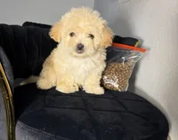 Fendi, a female Maltipoo for sale in Houston, TX – 1 of 6