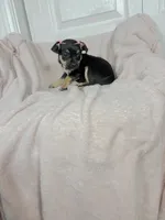 Bonnie, a female Chihuahua for sale in Houston, TX – 3 of 7