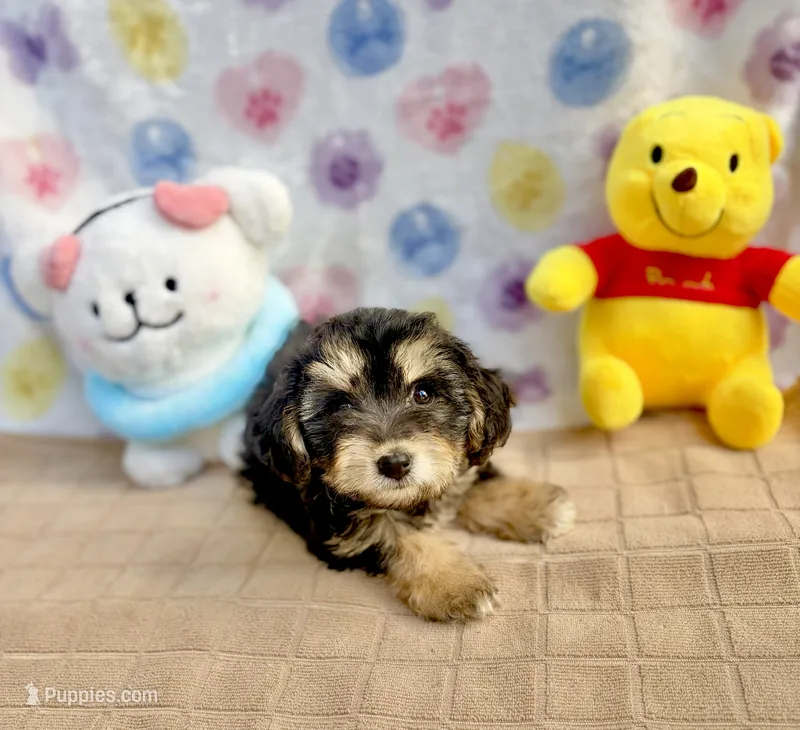 Hershey – Maltipoo puppy for sale in Houston, TX