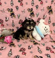 Buttercup, a female Yorkshire Terrier for sale in Houston, TX – 6 of 7
