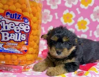 Fendi, a female Yorkshire Terrier for sale in Houston, TX – 2 of 3