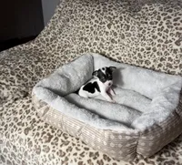 Betty boo, a female Chihuahua for sale in Houston, TX – 3 of 7