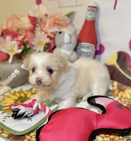 Dandelion , a female Maltipoo for sale in Houston, TX – 6 of 9