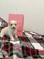 Dynasty , a female Maltipoo for sale in Houston, TX – 4 of 8