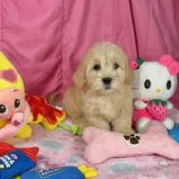 Clover, a female Maltipoo for sale in Houston, TX – 3 of 6