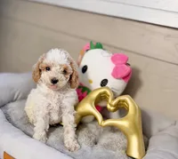Aurora, a female Poodle - Toy  for sale in Houston, TX – 4 of 9