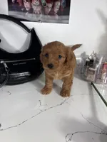 Tiffany , a female Maltipoo for sale in Houston, TX – 3 of 5