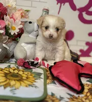Dandelion , a female Maltipoo for sale in Houston, TX – 3 of 9