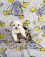 King, a male Maltipoo for sale in Houston, TX – 6 of 9