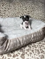 Betty boo, a female Chihuahua for sale in Houston, TX – 2 of 7