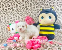 Bubbles, a female Maltipoo for sale in Houston, TX – 2 of 9
