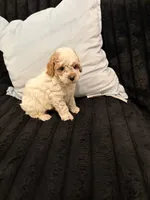 Biscuit, a male Poodle - Toy  for sale in Houston, TX – 5 of 6