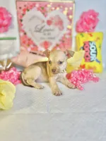 Cinnamon , a female Chihuahua for sale in Houston, TX – 4 of 8