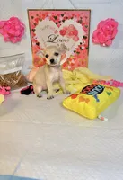 Mercy, a female Chihuahua for sale in Houston, TX – 8 of 8