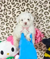 Bubbles, a female Maltipoo for sale in Houston, TX – 7 of 9