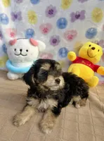 Hershey, a female Maltipoo for sale in Houston, TX – 3 of 7