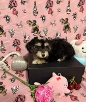Buttercup, a female Yorkshire Terrier for sale in Houston, TX – 7 of 7