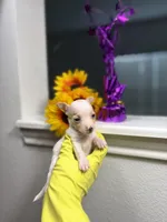Ballerina, a female Chihuahua for sale in Houston, TX – 10 of 10