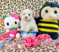 Bubbles, a female Maltipoo for sale in Houston, TX – 8 of 9