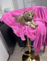 Autumn 🐻, a female Maltipoo for sale in Houston, TX – 2 of 9